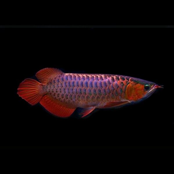 Violet Fusion Super Red Arowana