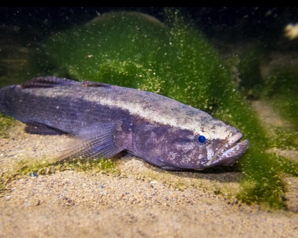 Water Cow Goby, Bleotris Fusca