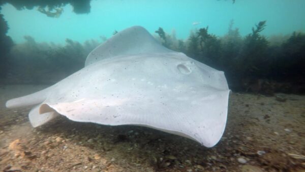 White Albino Stingray