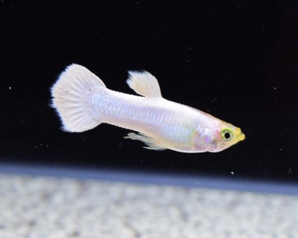 White Guppy