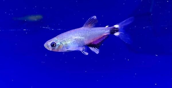 White Spot Tetra, Aphyocharax Paraguayensis