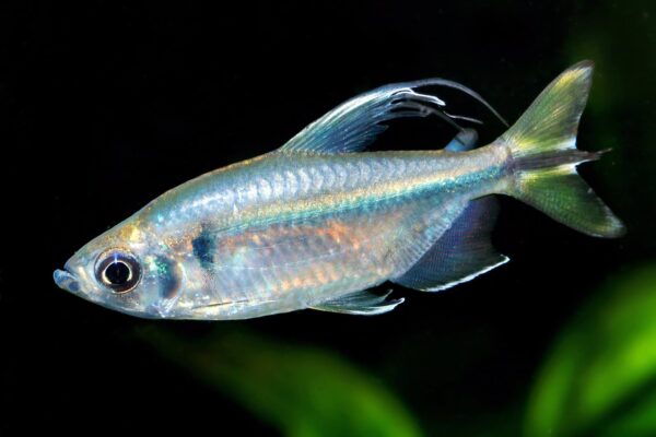 Yellow-tailed African Tetra, Alestopetersius Caudalis