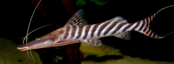 Zebra Shovelnose Catfish